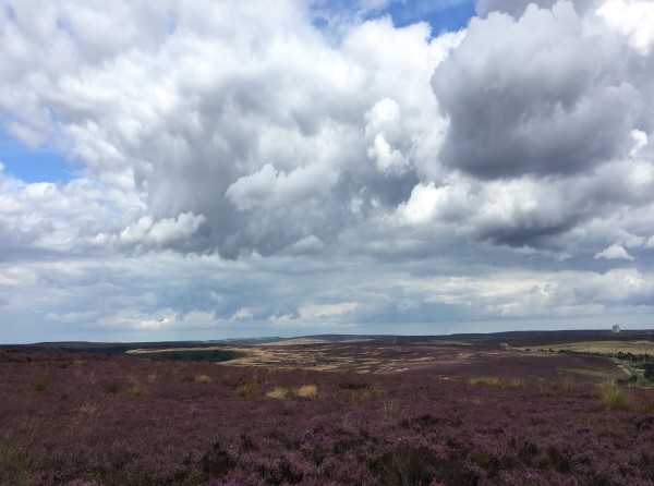 North York Moors Levisham Heather in August